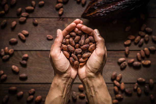 Human hands holding cocoa beans Top view of two human hands holding a cocoa beans heap. Behind the hands are more defocused cocoa beans and a cocoa pod on the background. Low key DSLR photo taken with Canon EOS 6D Mark II and Canon EF 24-105 mm f/4L cocoa bean stock pictures, royalty-free photos & images