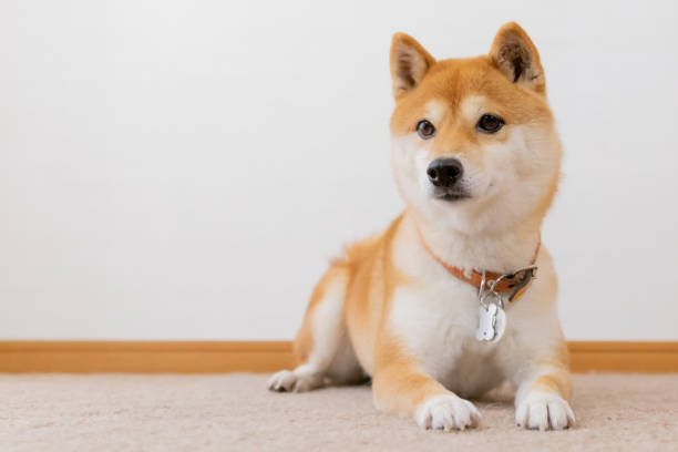 Mame-Shibainu Portrait of Mame-Shibainu shiba inu photos stock pictures, royalty-free photos & images