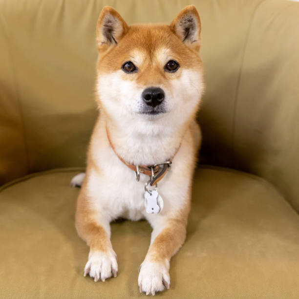 istock Mame-Shibainu 1194640398