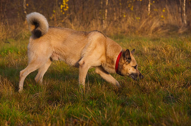 West Siberian laika (husky) stock photo