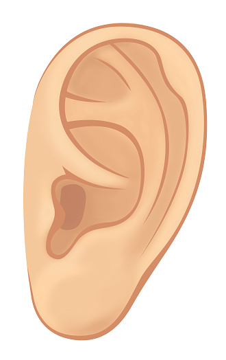 Left Ear Of Man Or Woman Illustration With Volume Elements Isolated On A  White Background Stock Illustration - Download Image Now - iStock