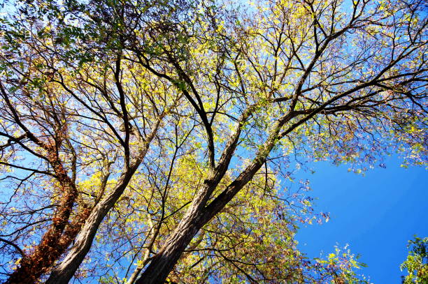 árvore caducifófila com dossel outonal na luz solar cheia na frente do céu azul - treetop sky tree tree canopy - fotografias e filmes do acervo