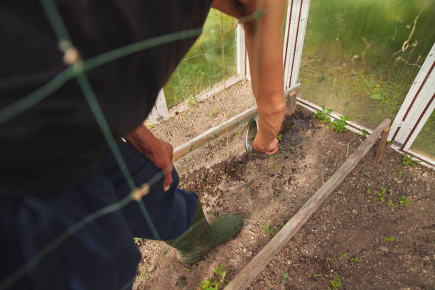 istock A man watering seedlings in a greenhouse. 1194641829