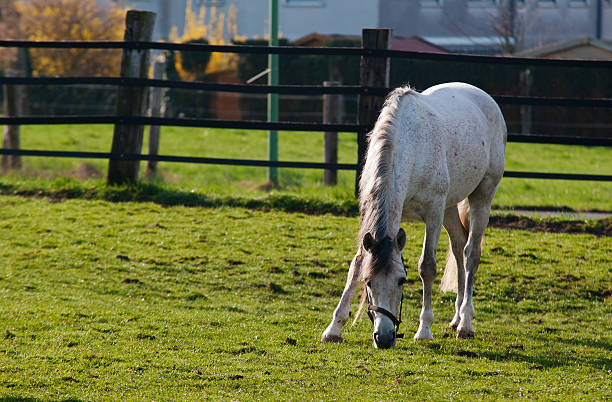 Grazing white horse stock photo