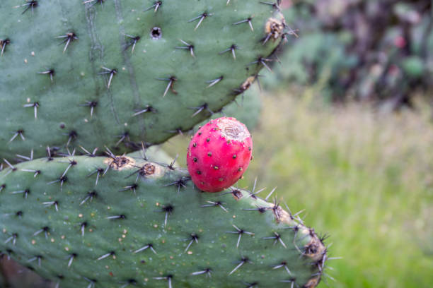 cactus aux fruits mûrs sur les ruines des pyramides méso-américaines d'importance architecturale et des prairies vertes situées à teotihuacan, une ancienne ville méso-américaine située dans une sous-vallée de la vallée du mexique - prickly pear pad photos et images de collection