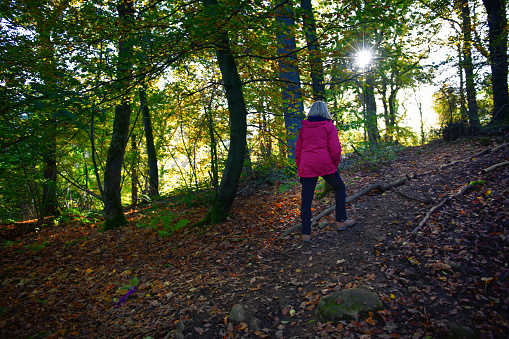 Rear view image of a mature woman hiking uphill alone on a leaf-strewn woodland track   in County Durham, England during Autumn whilst gazing at the sun bursting through the trees ahead.