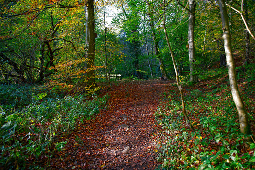 Looking down an empty leaf-strewn uphill woodland track   in County Durham, England during Autumn.
