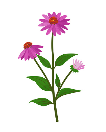 Echinacea purpurea healing flower vector medical illustration isolated on white background in flat design, infographic elements, coneflower healing herb icon