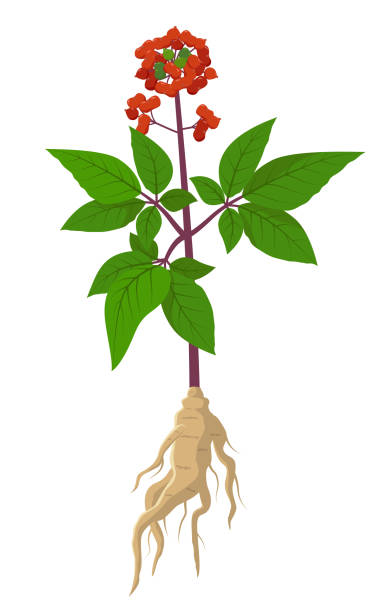 ilustrações de stock, clip art, desenhos animados e ícones de panax ginseng healing flower vector medical illustration isolated on white background in flat design, infographic elements, healing herb icon. - ginseng root herbal medicine panax