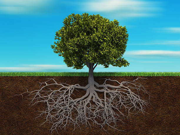 tree and root - boom stockfoto's en -beelden