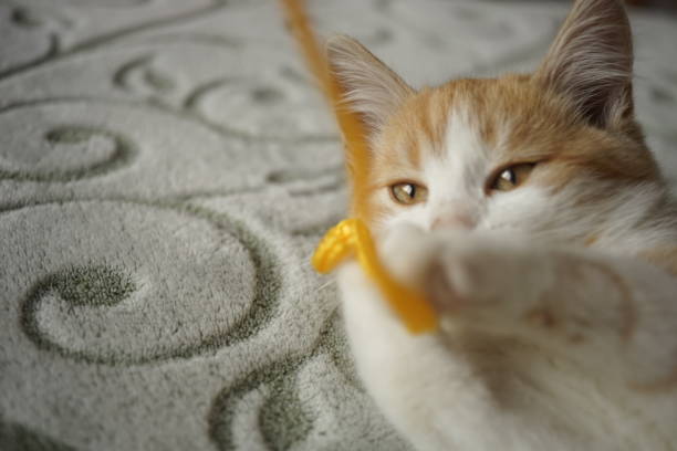 istock Ginger kitten plays with a yellow thread, pet lying on the bed, cat game. 1194646457