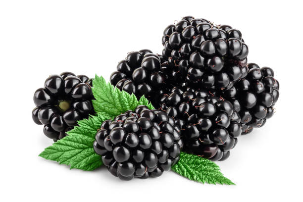 istock blackberry with leaf isolated on a white background closeup 1194647536