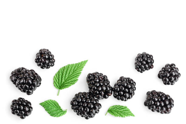 jeżyna z liśćmi izolowanymi na białym tle. z miejscem na kopiowanie tekstu. widok z góry. płaski lay - blackberry fruit mulberry isolated zdjęcia i obrazy z banku zdjęć