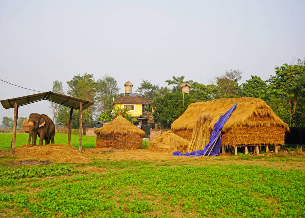 Elephant next to the house, in the village