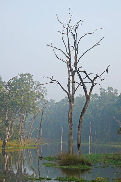 istock Tree in the lake, Chitwan National park, Nepal 1194648495