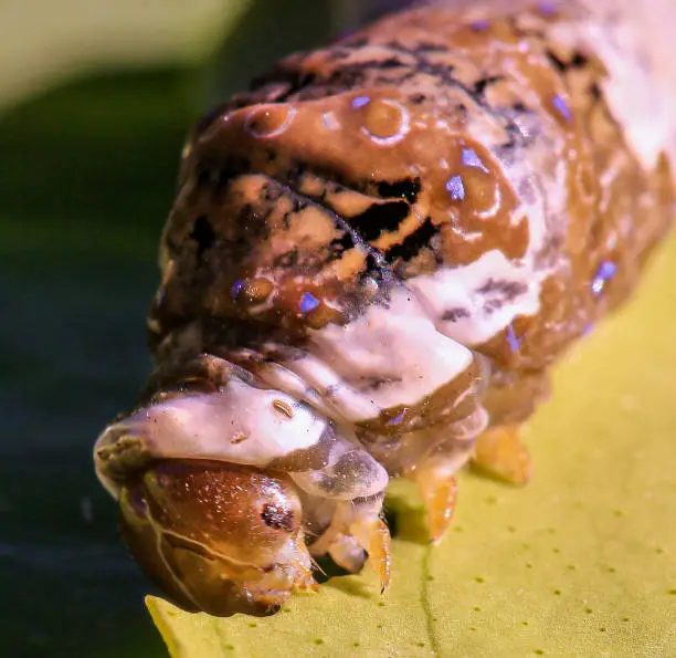 This leaf cutter caterpillar is a destructive pest that eats the leaves from outdoor gardens, this one was found in Arizona. These macro photos show the caterpillar up close and personal and you can see his head slides out of his body and the destruction he does as he eats the leaf