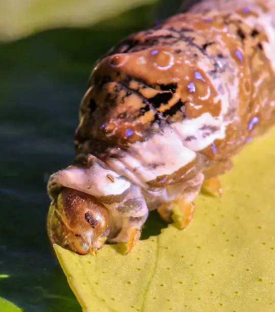 This leaf cutter caterpillar is a destructive pest that eats the leaves from outdoor gardens, this one was found in Arizona. These macro photos show the caterpillar up close and personal and you can see his head slides out of his body and the destruction he does as he eats the leaf