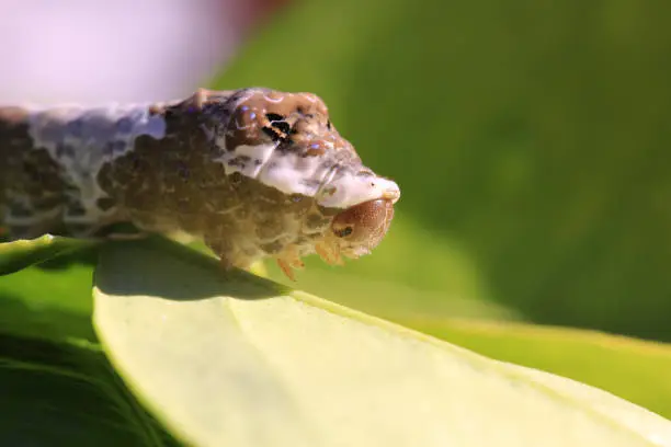 This leaf cutter caterpillar is a destructive pest that eats the leaves from outdoor gardens, this one was found in Arizona. These macro photos show the caterpillar up close and personal and you can see his head slides out of his body and the destruction he does as he eats the leaf