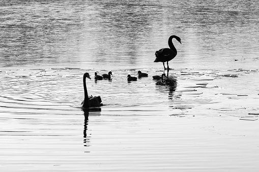 Black swans and their baby swan swimming in the lake