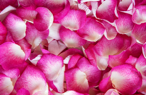 istock Pink rose petals 1194649243
