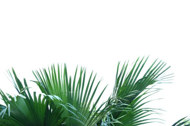 istock Tropical palm leaves with branches on white isolated background for green foliage backdrop 1194649372