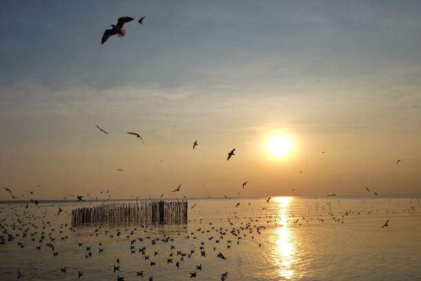 istock Silhouette sunset over sea surface with reflection in a water wave and  a seagull flying in the sky at the lately evening 1194649985