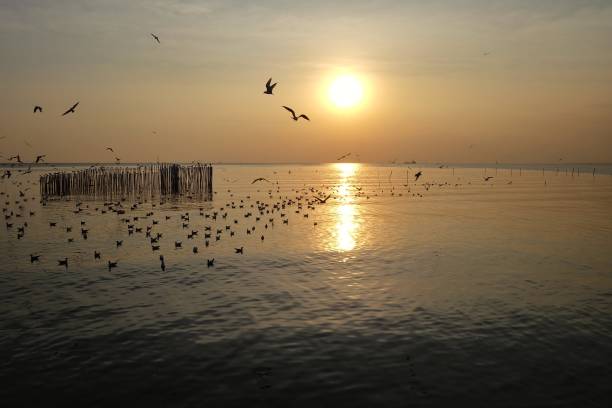 istock Silhouette sunset over sea surface with reflection in a water wave and  a seagull flying in the sky at the lately evening 1194649988