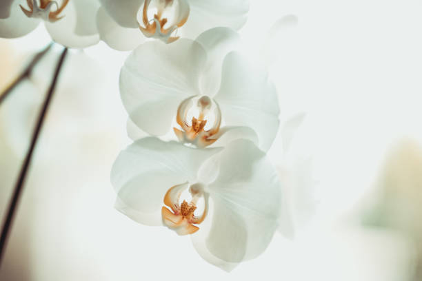 istock White orchid, macro flower photo, elegant and simple 1194650239