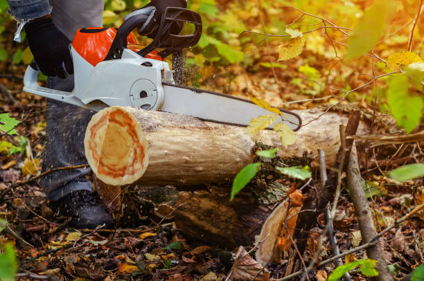 istock Lumberjack cuts down a lying tree with a chainsaw in the forest, close-up on the process of cutting down. Concept of professional logging. Deforestation. 1194651607
