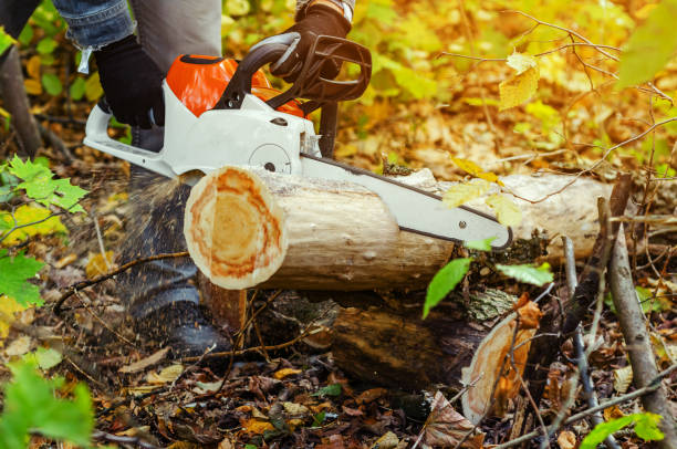 istock Lumberjack cuts down a lying tree with a chainsaw in the forest, close-up on the process of cutting down. Concept of professional logging. Deforestation. 1194651619