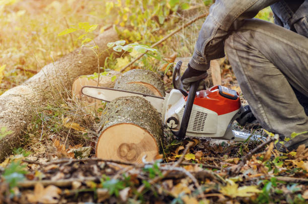istock Lumberjack cuts down a lying tree with a chainsaw in the forest, close-up on the process of cutting down. Concept of professional logging. Deforestation. 1194651748