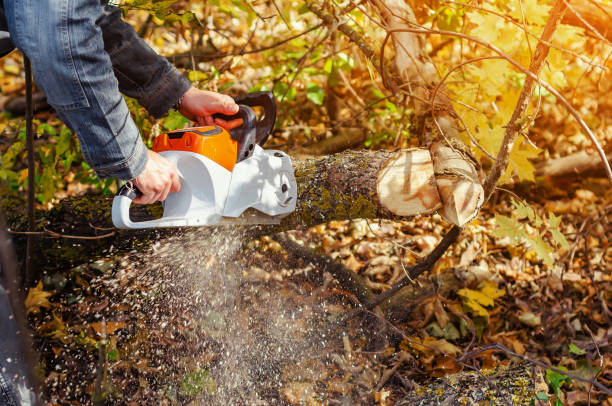 istock Lumberjack cuts down a lying tree with a chainsaw in the forest, close-up on the process of cutting down. Concept of professional logging. Deforestation. 1194651751