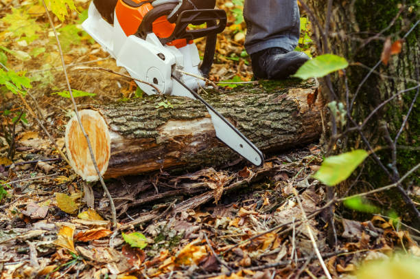 istock Lumberjack cuts down a lying tree with a chainsaw in the forest, close-up on the process of cutting down. Concept of professional logging. Deforestation. 1194651759