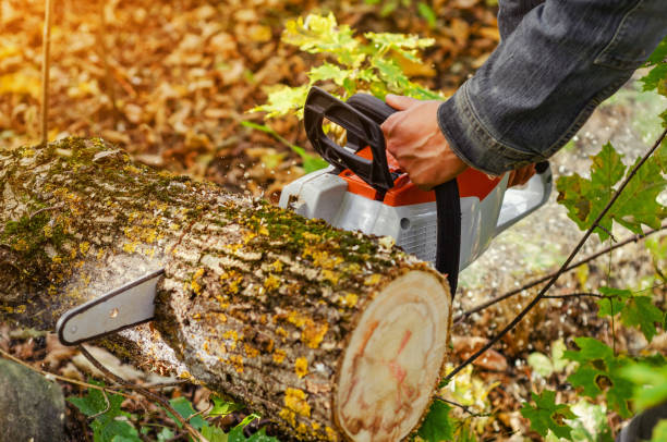 istock Lumberjack cuts down a lying tree with a chainsaw in the forest, close-up on the process of cutting down. Concept of professional logging. Deforestation. 1194651771