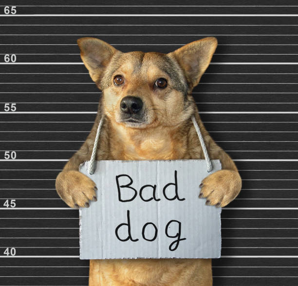 istock Dog with banner in prison 2 1194652803
