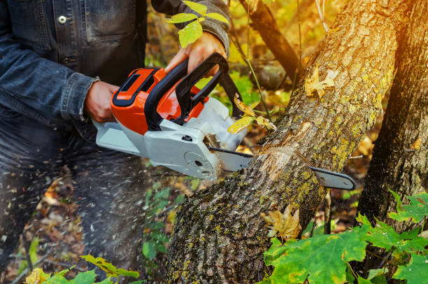 istock Lumberjack cuts down a lying tree with a chainsaw in the forest, close-up on the process of cutting down. Concept of professional logging. Deforestation. 1194652883