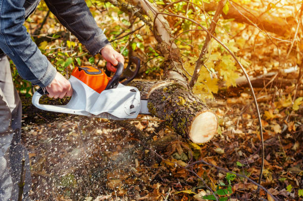 istock Lumberjack cuts down a lying tree with a chainsaw in the forest, close-up on the process of cutting down. Concept of professional logging. Deforestation. 1194652888