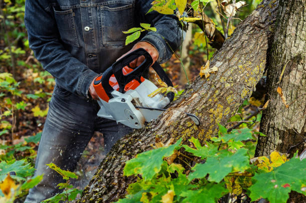 istock Lumberjack cuts down a lying tree with a chainsaw in the forest, close-up on the process of cutting down. Concept of professional logging. Deforestation. 1194652889