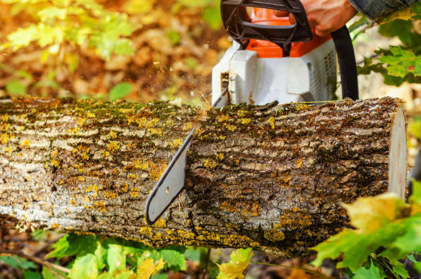 istock Lumberjack cuts down a lying tree with a chainsaw in the forest, close-up on the process of cutting down. Concept of professional logging. Deforestation. 1194652892