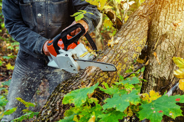 istock Lumberjack cuts down a lying tree with a chainsaw in the forest, close-up on the process of cutting down. Concept of professional logging. Deforestation. 1194652899