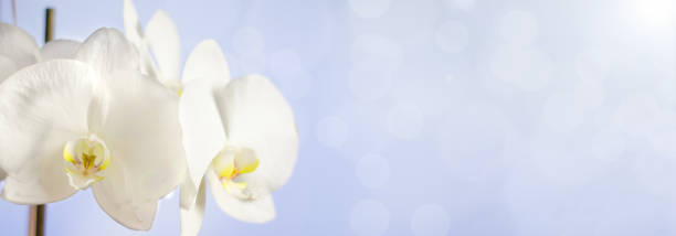 istock White Orchid flower on blue background. Selective focus. Blurred background with bokeh. Copy space 1194653895