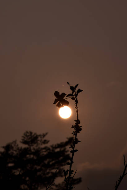 istock The flower and the son 1194655357