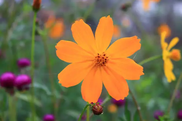 Beautiful blurry orange cosmos flower on nature background in garden,cosmos flower on blurry flower background