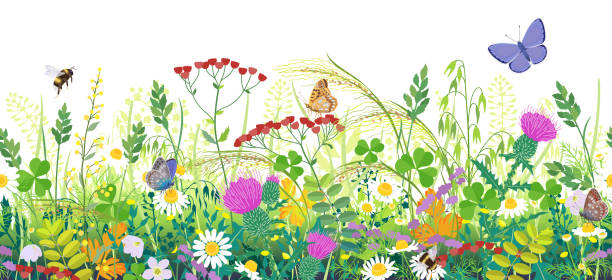 nahtlose grenze mit sommerwiesenpflanzen und insekten - butterfly backgrounds seamless pattern stock-grafiken, -clipart, -cartoons und -symbole