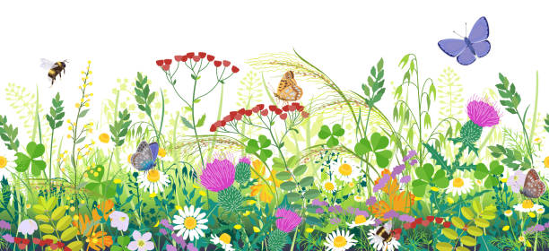 Seamless Border with Summer Meadow Plants  and Insects Seamless horizontal border with summer meadow plants and insects. Green grass, colorful wild flowers, bumblebees and butterflies on white background. Floral natural pattern vector flat illustration. flower clipart stock illustrations