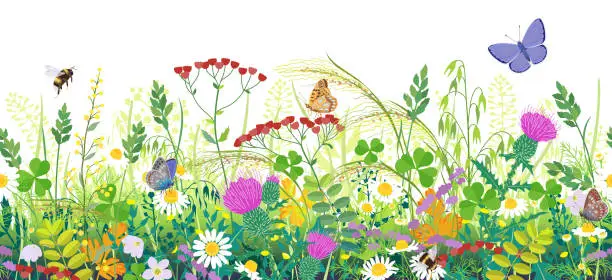 Vector illustration of Seamless Border with Summer Meadow Plants  and Insects