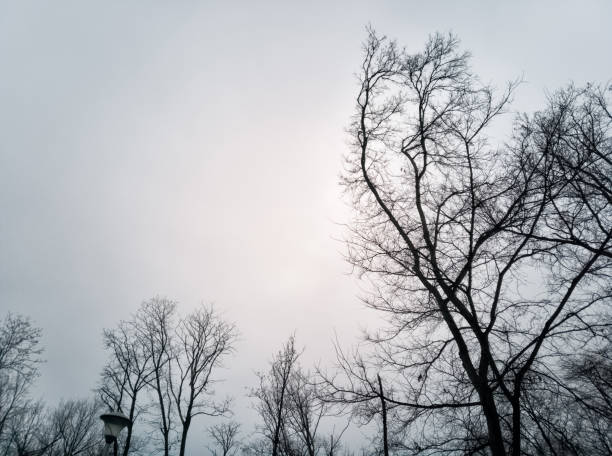 fundo das árvores leafless - filiais deárvore desencapadas e o céu nebuloso - abstract autumn bare tree empty - fotografias e filmes do acervo