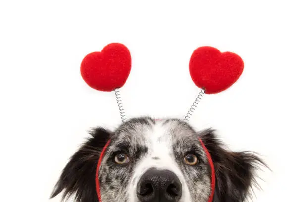 Photo of close-up hide dog love wearing a heart shape diadem. valentine's day concept. Isolated on white background.