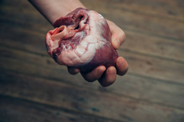 심장 (돼지 심장) 손에 심장 개념 - human artery animal artery human heart blood 뉴스 사진 이미지
