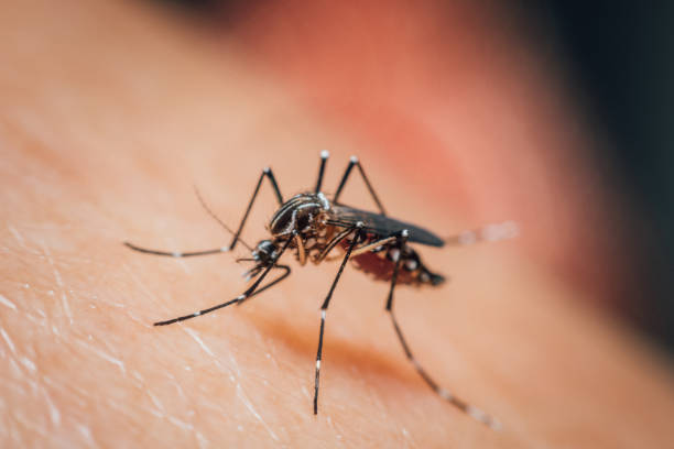 istock Macro of mosquito (Aedes aegypti) sucking blood 1194657342